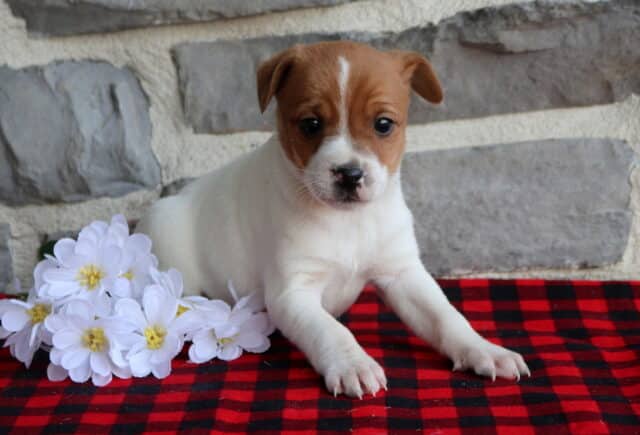 Jack Russell Terrier puppy with a mostly white coat and tan facial markings, resting on a red and black plaid blanket beside white flowers, photographed in front of a gray stone wall with a sweet, gentle expression. image