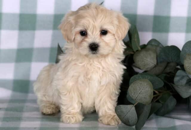 Cream-colored Maltipoo puppy sitting on a green checkered backdrop beside eucalyptus leaves, featuring a fluffy slightly wavy coat, dark round eyes, and a gentle, curious expression. image