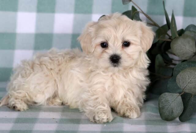 Light cream Maltipoo puppy lying on a soft green checkered backdrop next to eucalyptus leaves, showing a fluffy wavy coat, dark expressive eyes, and a calm, sweet demeanor. image