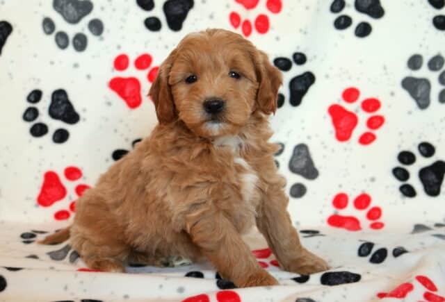 Mini Goldendoodle puppy sitting on a paw-print blanket, showing a soft apricot curly coat with a small white chest patch, floppy ears, and bright dark eyes image