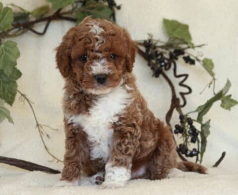 Paws Mini Goldendoodle