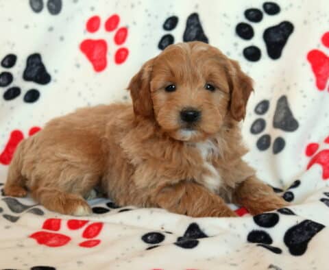 Paws Mini Goldendoodle2