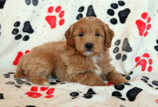 Mini Goldendoodle puppy lying on a paw-print blanket, featuring a fluffy apricot coat with soft waves, floppy ears, dark expressive eyes, and a small white marking on the chest. image