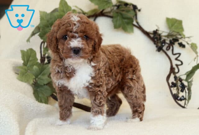 Mini Goldendoodle puppy with a curly red-apricot coat, white blaze on the face, white chest, and white paws standing on a cream blanket in front of a leafy vine wreath backdrop. image