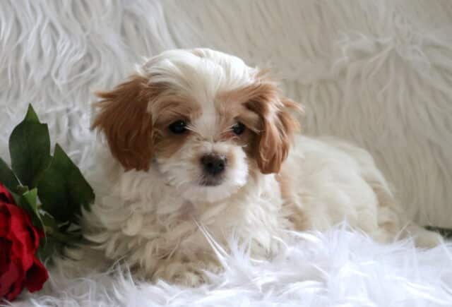 Paws Poodle Mix image