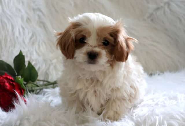 Paws Poodle Mix2 image