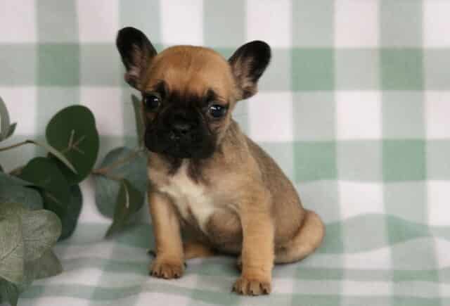 Fawn French Bulldog puppy sitting on a soft green gingham blanket beside eucalyptus leaves, showing a dark black mask, upright bat ears, compact build, and gentle, soulful eyes. image