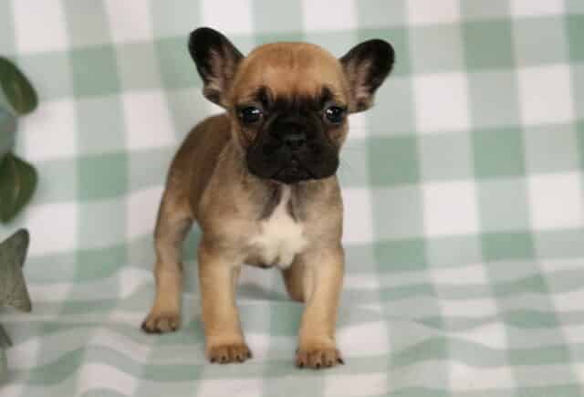 Adorable fawn French Bulldog puppy standing on a mint green gingham backdrop, featuring a bold black mask, wide-set dark eyes, upright bat ears, and a sturdy, compact puppy build. image