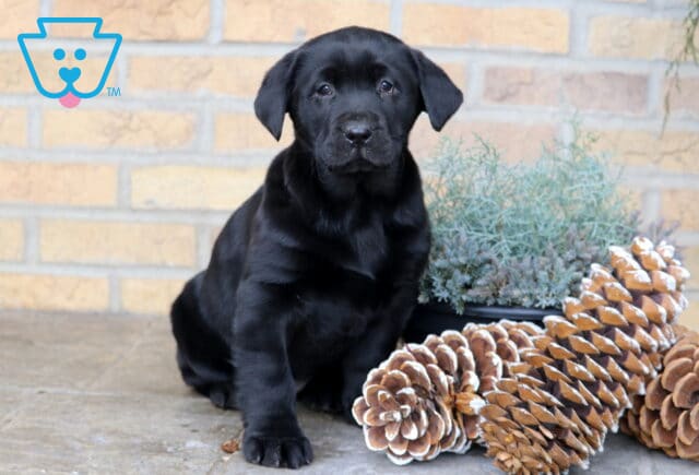 Black Labrador Retriever puppy sitting upright on a stone floor, photographed in front of a brick wall with pinecones and a small green potted plant nearby. image