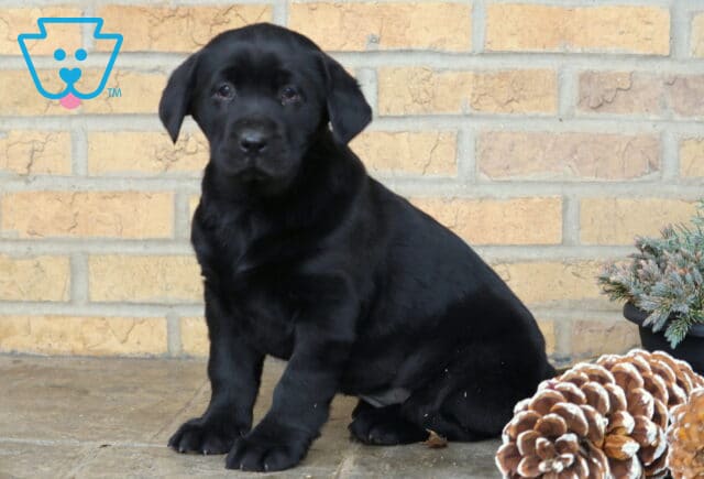 Black Labrador Retriever puppy sitting on a stone floor, posed in front of a tan brick wall with pinecones and a small frosted potted plant beside it. image