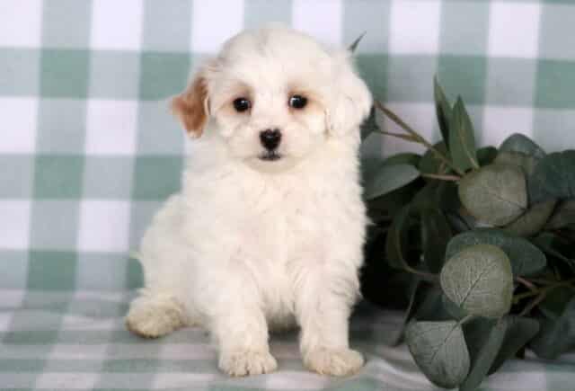 Cream and white Maltipoo puppy sitting upright on a soft green checkered backdrop beside eucalyptus leaves, featuring a fluffy curly coat, button nose, and gentle, curious expression. image