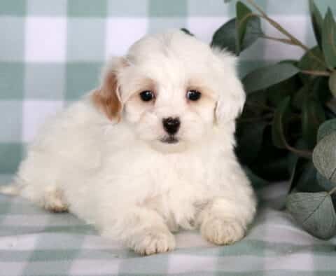 Fluffy white Maltipoo puppy with a light apricot ear lying on a soft green checkered blanket beside eucalyptus leaves, showing a sweet, calm expression and plush wavy coat.