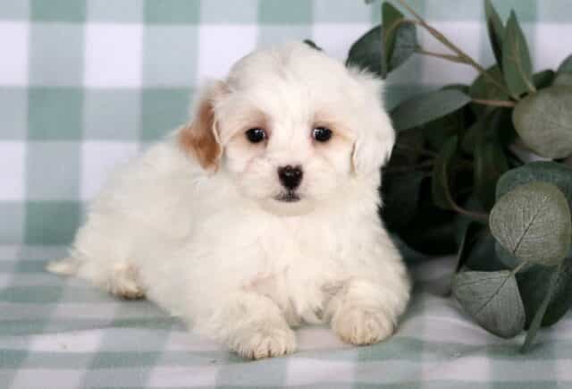 Fluffy white Maltipoo puppy with a light apricot ear lying on a soft green checkered blanket beside eucalyptus leaves, showing a sweet, calm expression and plush wavy coat. image