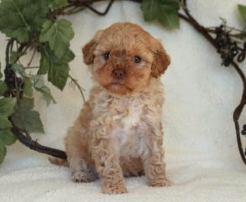 Mini Goldendoodle puppy with a curly apricot coat sitting on a cream blanket, framed by a decorative vine wreath, looking calmly toward the camera.