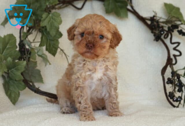 Mini Goldendoodle puppy with a curly apricot coat sitting on a cream blanket, framed by a decorative vine wreath, looking calmly toward the camera. image