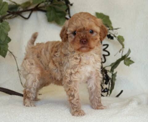 Peach Mini Goldendoodle2