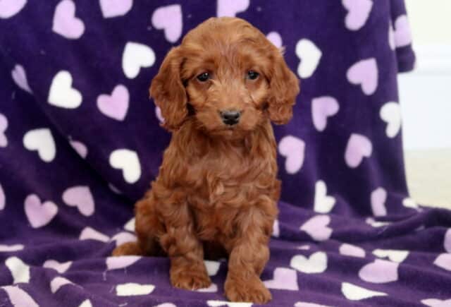 Pearl Cockapoo image