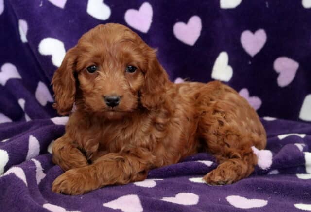 Pearl Cockapoo2 image