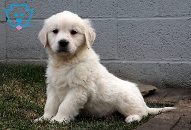 Golden Retriever puppy with a fluffy light-cream coat sitting on grass beside a concrete block wall, looking calmly at the camera with floppy ears and a gentle expression, photographed outdoors. image