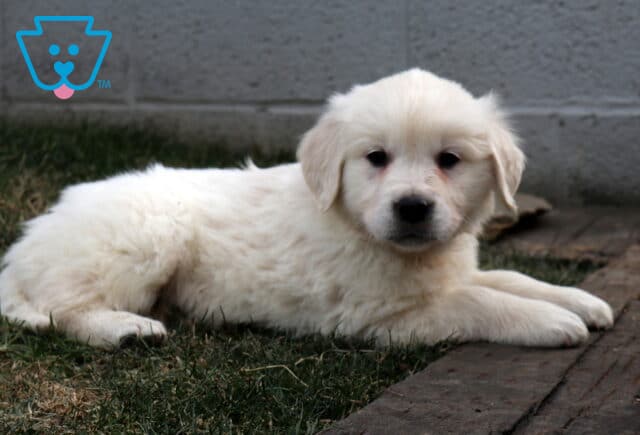 Golden Retriever puppy with a soft cream-colored coat lying on grass beside a wooden border and gray concrete wall, resting calmly and looking toward the camera with gentle eyes and floppy ears. image