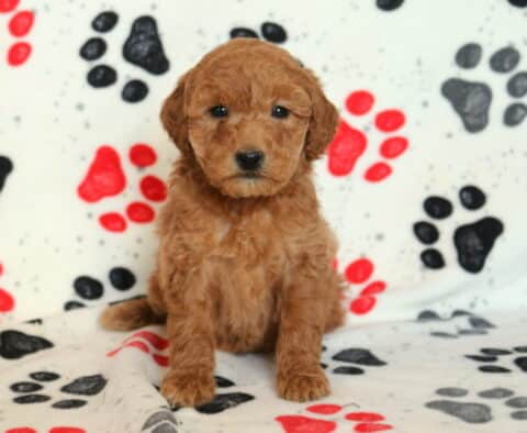 Pebbles Mini Goldendoodle