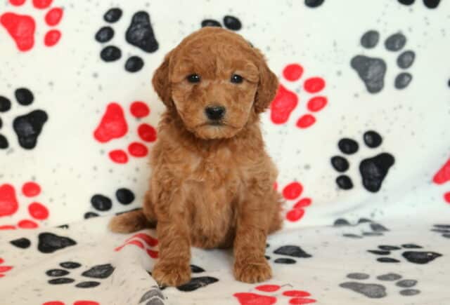 Mini Goldendoodle puppy sitting upright on a paw-print blanket, showcasing a rich apricot curly coat, round dark eyes, and a sweet expression, perfect for families searching for a friendly, well-socialized doodle puppy. image