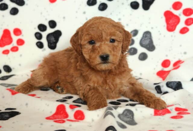 Mini Goldendoodle puppy lying on a paw-print blanket, featuring a fluffy apricot curly coat, soft teddy-bear face, and bright dark eyes, ideal for families searching for an affectionate Mini Goldendoodle puppy. image