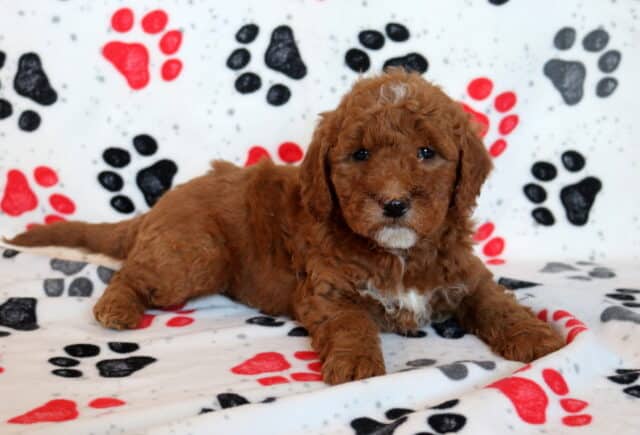 Mini Goldendoodle puppy lying on a paw-print blanket, featuring a fluffy apricot curly coat, small white markings on the chest and chin, expressive dark eyes. image