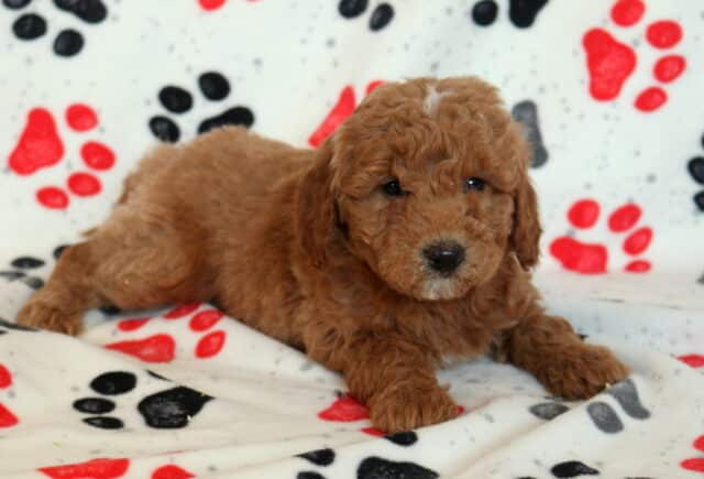 Mini Goldendoodle puppy resting on a paw-print fleece blanket, showcasing a fluffy apricot curly coat, sweet dark eyes, and a calm, cuddly temperament ideal for a family companion or therapy dog. image