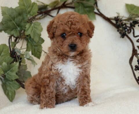 Penelope Mini Goldendoodle