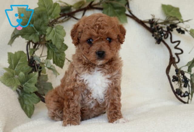 Mini Goldendoodle puppy with a fluffy red-apricot curly coat and white chest sitting on a soft cream blanket, framed by a decorative leafy vine backdrop. image