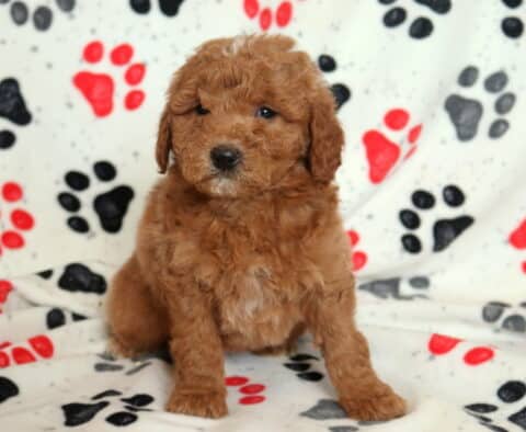 Mini Goldendoodle puppy sitting upright on a paw-print fleece blanket, featuring a rich apricot curly coat, button nose, and gentle expression, highlighting this small doodle puppy’s friendly, family-raised personality.