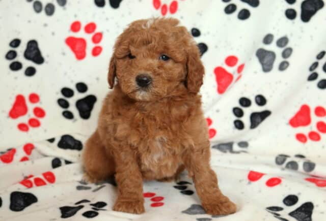 Mini Goldendoodle puppy sitting upright on a paw-print fleece blanket, featuring a rich apricot curly coat, button nose, and gentle expression, highlighting this small doodle puppy’s friendly, family-raised personality. image
