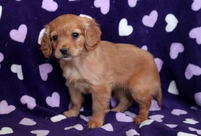 Penny Cockapoo image