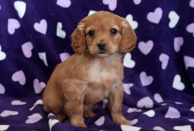 Penny Cockapoo2 image