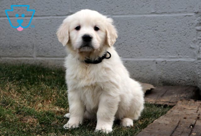 Golden Retriever puppy with a fluffy cream-colored coat sitting on grass near a wooden edge and gray concrete wall, wearing a black collar and looking directly at the camera with a calm, curious expression. image