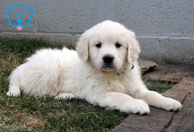 Golden Retriever puppy with a fluffy light-cream coat lying on grass beside a wooden plank and gray concrete wall, looking calmly toward the camera with a relaxed, gentle expression. image