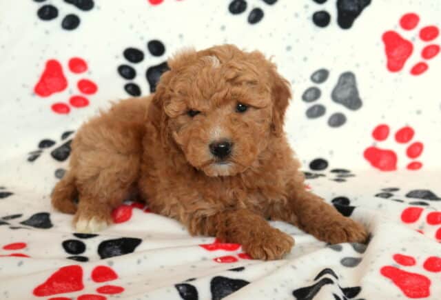 Mini Goldendoodle puppy lying on a paw-print blanket, showcasing a soft apricot curly coat, round dark eyes, and a sweet relaxed pose, perfect for highlighting this cuddly, family-raised doodle puppy. image
