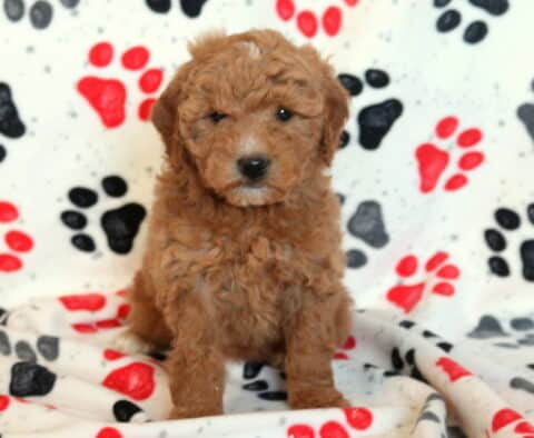 Mini Goldendoodle puppy sitting on a paw-print blanket, featuring a fluffy apricot curly coat, dark expressive eyes, and a calm seated pose, highlighting this adorable, family-raised doodle puppy.