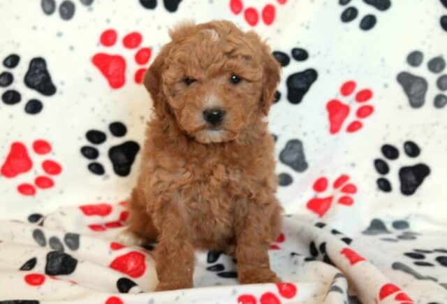 Mini Goldendoodle puppy sitting on a paw-print blanket, featuring a fluffy apricot curly coat, dark expressive eyes, and a calm seated pose, highlighting this adorable, family-raised doodle puppy. image