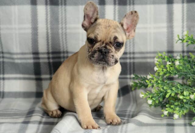 Cream-colored French Bulldog puppy sitting slightly angled on a gray plaid backdrop, with tall upright ears, dark expressive eyes, and a soft wrinkled face, posed beside a small green plant in a neutral studio setting. image
