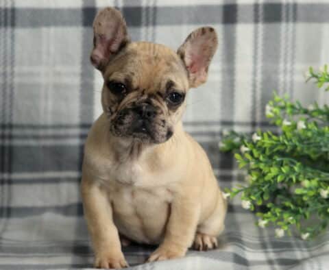 Pepper Frenchie Retake2