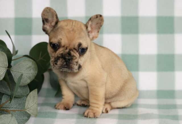 Fawn French Bulldog puppy sitting on a mint green gingham backdrop beside eucalyptus greenery, featuring a smooth short coat, wrinkled muzzle, dark round eyes, and upright bat ears in a calm, slightly curious pose. image