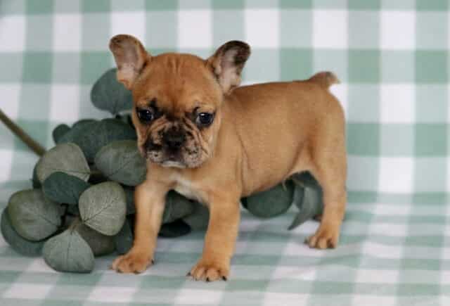 Fawn French Bulldog puppy standing on a soft green checkered blanket beside leafy greenery, showing a wrinkled face, dark eyes, and compact build. image