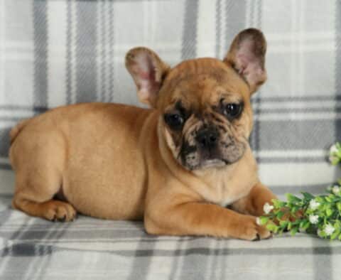 Pepsi Frenchie Retake