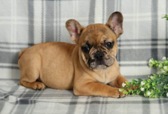 Fawn French Bulldog puppy with upright bat ears resting on a gray plaid blanket, gazing forward with a wrinkled face beside a small green plant. image