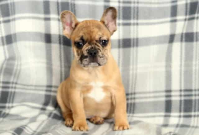 Fawn French Bulldog puppy sitting upright on a gray and white plaid blanket, showing a white chest patch, compact build, and alert bat ears while facing the camera. image