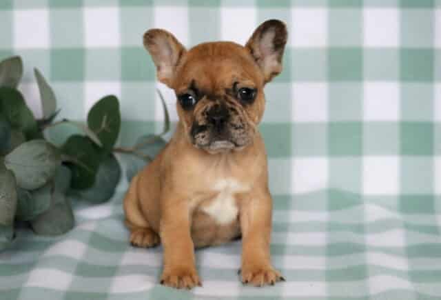 Fawn French Bulldog puppy sitting on a green checkered backdrop with eucalyptus leaves, featuring upright ears, expressive dark eyes, and a small white chest marking. image