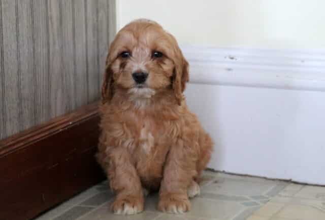 Percy Cockapoo image