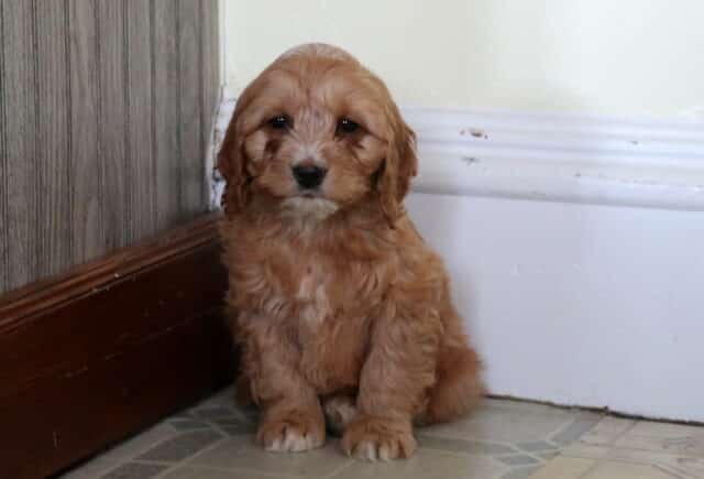 Percy Cockapoo2 image